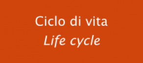 Life cycle